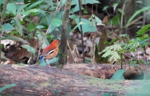 Blue-headed Pitta (female)