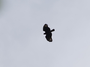 Mountain Serpent-eagle