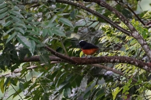 White-crowned Shama