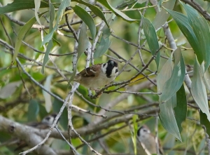 Eurasian Tree Sparrow