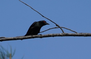 Asian Glossy Starling