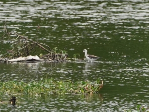 Black-winged Stilt