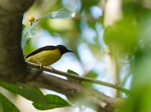 Brown-throated Sunbird