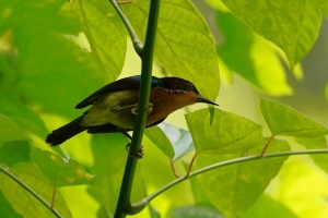 Ruby-cheeked Sunbird