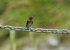 Pacific Swallow