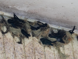Plume-toed Swiftlet