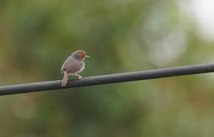 Ashy Tailorbird