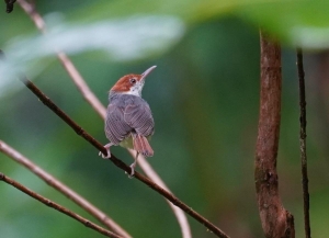 Rufous-tailed Tailorbird