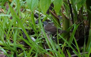 Bold-striped Tit-babbler
