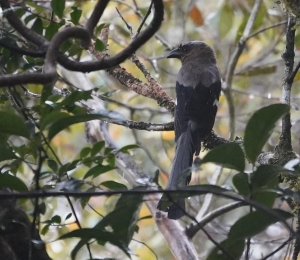 Bornean Treepie