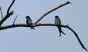 Gray-rumped Treeswift