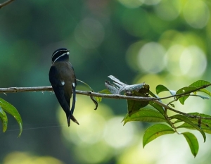 Whiskered Treeswift