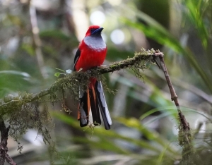 Whitehead's Trogon (front)