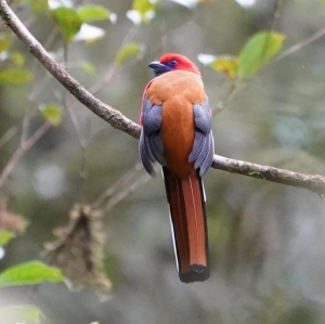 Whitehead's Trogon (back)