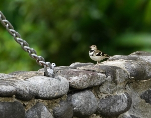 Forest Wagtail