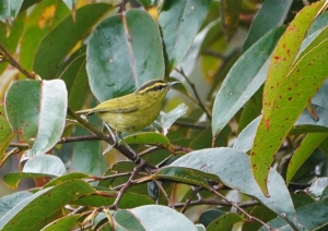 Mountain Leaf Warbler