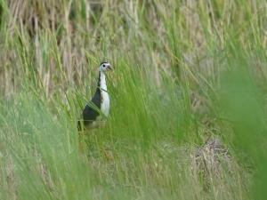 White-breasted Waterhen