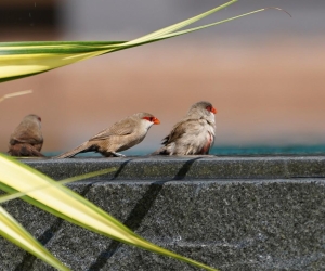 Common Waxbill