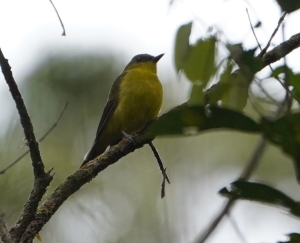 Bornean Whistler