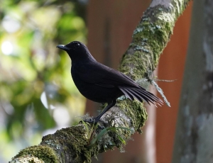 Bornean Whistling-thrush