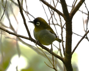 Black-capped White-eye