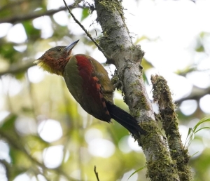 Checker-throated Woodpecker