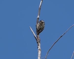 Sunda Pygmy Woodpecker