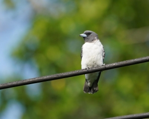White-breasted Woodswallow
