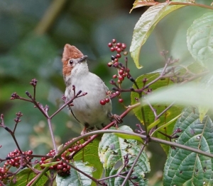 Chestnut-crested Yuhina