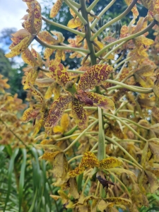 Tree orchid