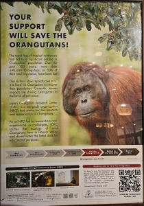 Help the orangutans!