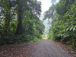 Road at the lodge