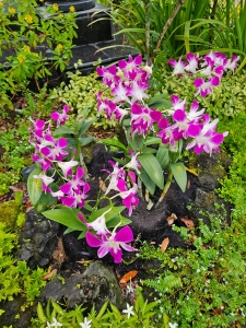 Orchids, Singapore Botanic Gardens