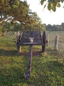 Skull and wagon