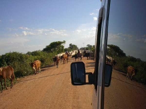 Cattle on the Transpantaneira