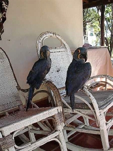 Captive Hyacinth Macaws :-(