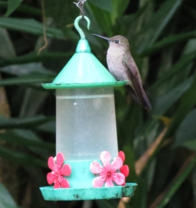 Sombre Hummingbird