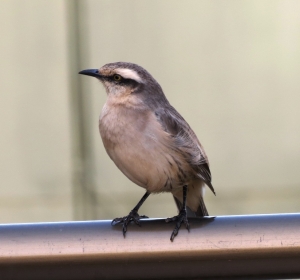 Chalk-browed Mockingbird