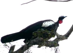 Black-fronted Piping Guan