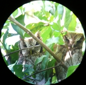 Tropical Screech-owl