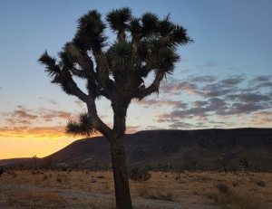 Joshua tree at sunset, Yucca Valley