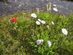 Indian Paintbrush and a pale lavender composite