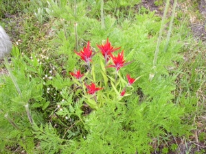 Indian Paintbrush