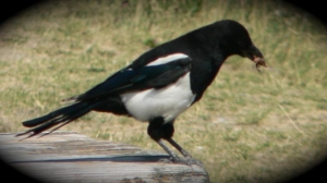 Black-billed Magpie