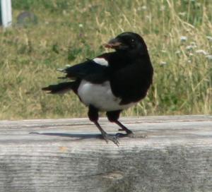 Black-billed Magpie
