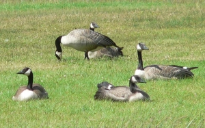 Canada Geese...in Canada!