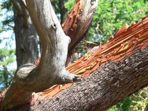 Pacific Madrone, Salt Spring Island