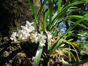 Orchid, Huiltepec Reserve