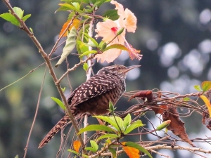 Band-backed Wren