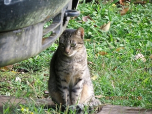Only cat seen at Lacanja Lodge